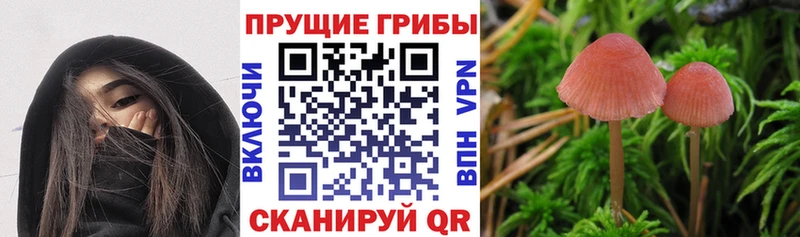 Купить где  Тутаев  Псилоцибиновые грибы GOLDEN TEACHER 